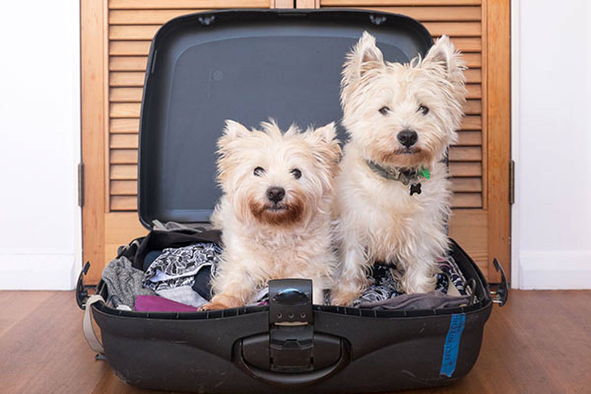 2. informarnos de tu mascota Hotel ILUNION Alcora Sevilla