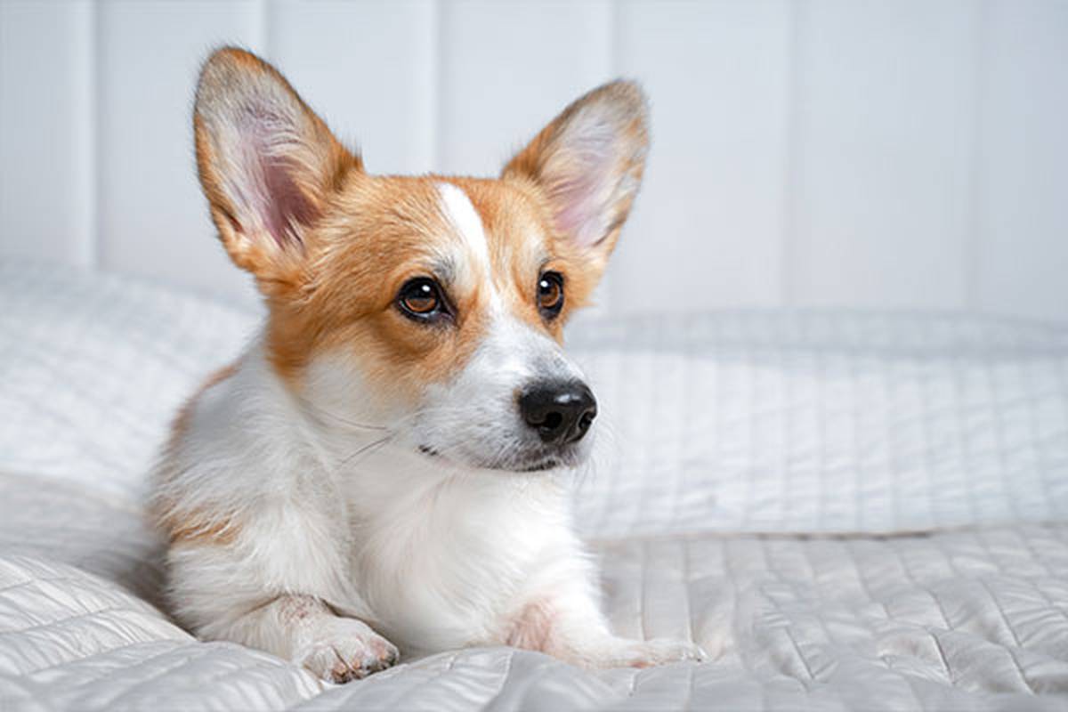 1. selecciona una habitación pet friendly Hotel ILUNION Alcora Sevilla