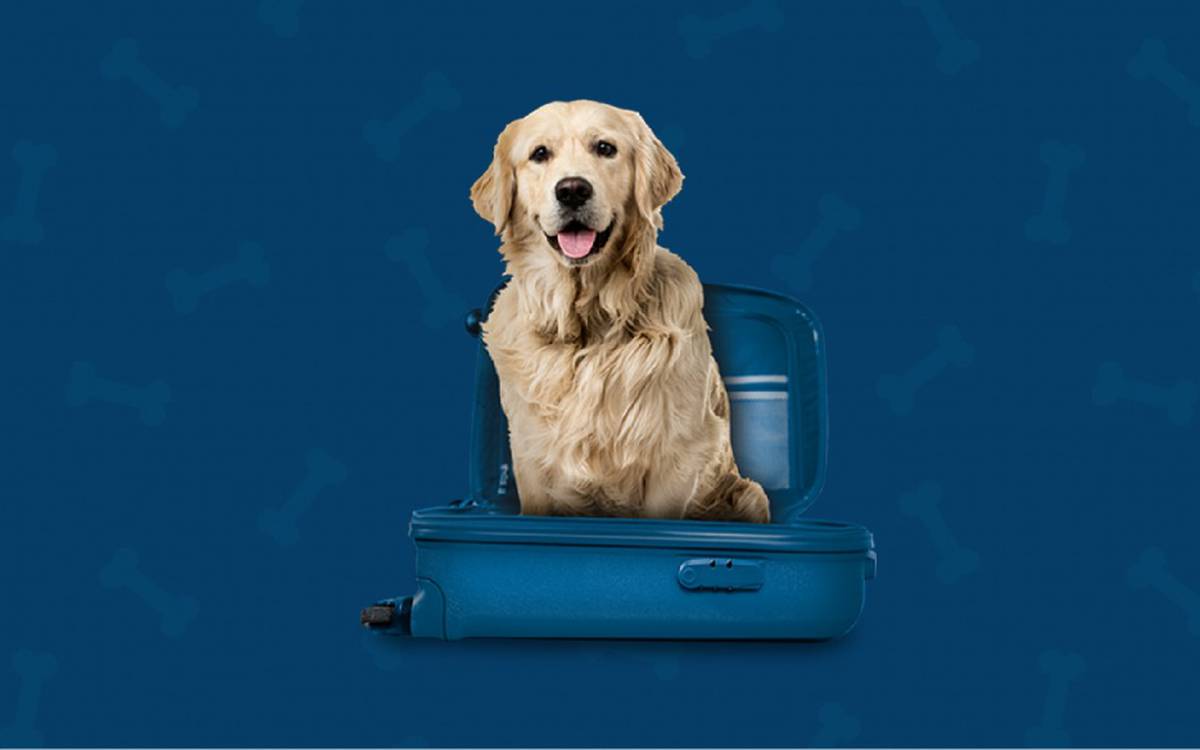 Somos pet friendly Hotel ILUNION Alcora Sevilla Somos pet friendly Hotel ILUNION Alcora Sevilla